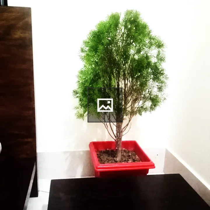 Evergreen Thuja indoor plant