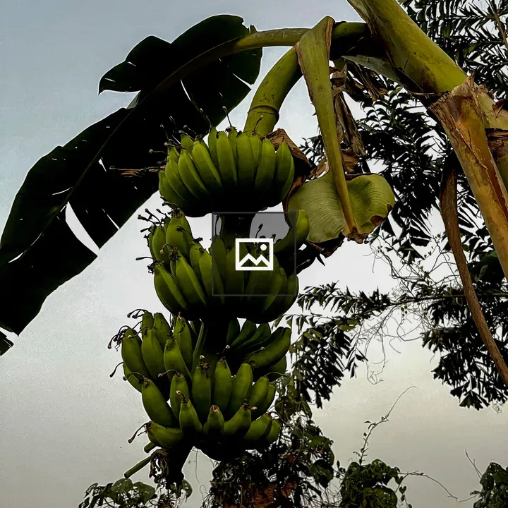 Banana Plantain Tree with Fruit