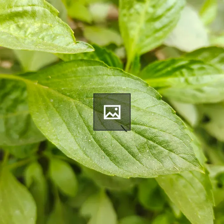 Sweet Basil Leaves