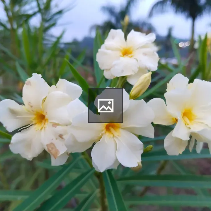 White Oleander Flower