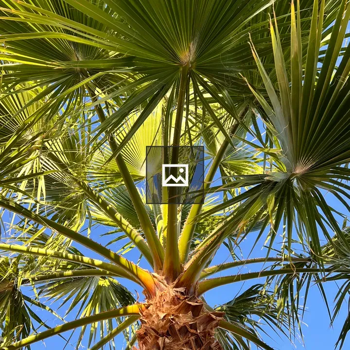 Palm Tree Against a Blue Sky