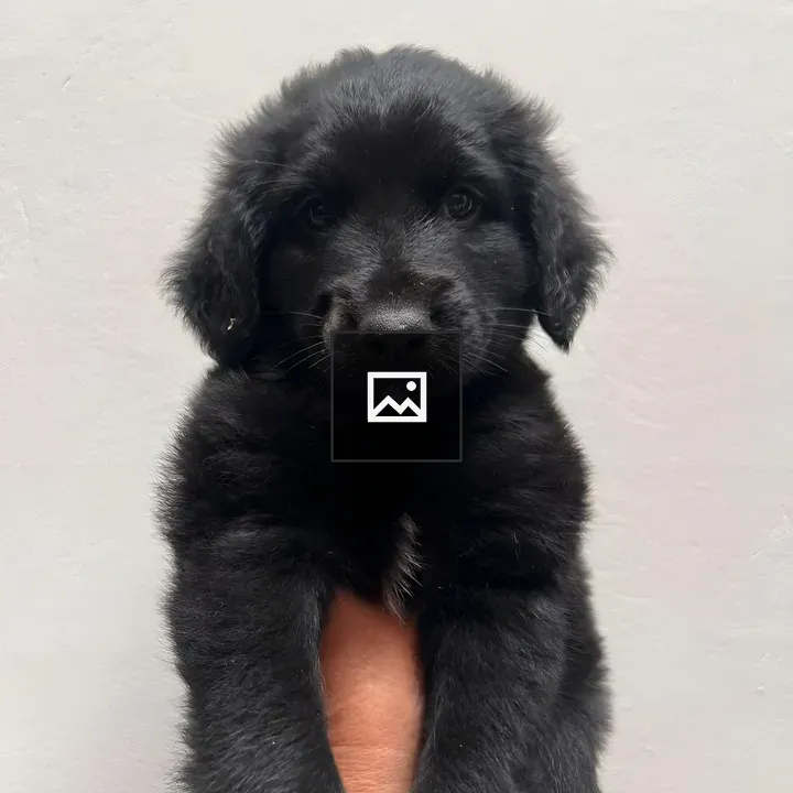 Small black puppy being held up