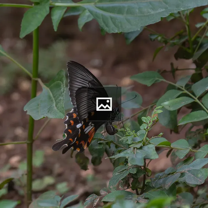 Common Rose Butterfly