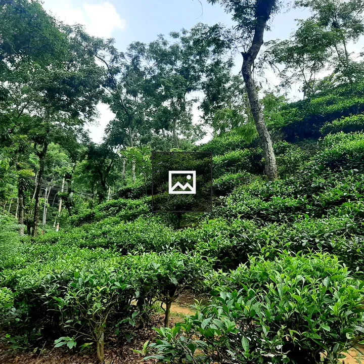 Path Through Sylhet Tea Garden