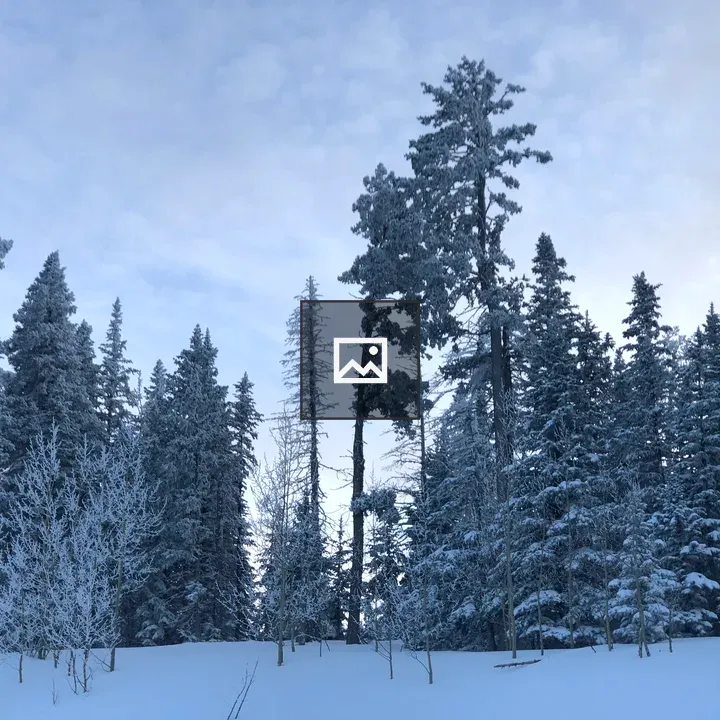 Snowy evergreen forest