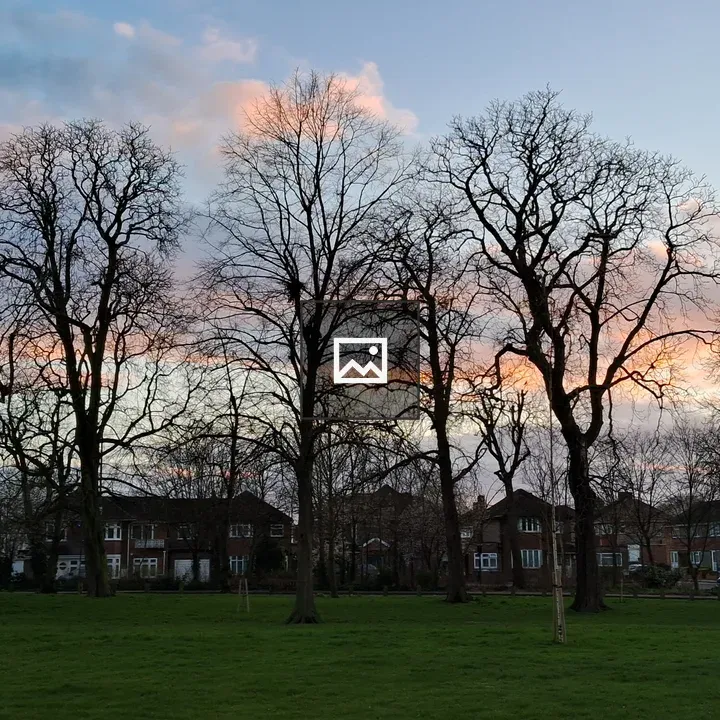 Park at Dusk with Silhouetted Trees