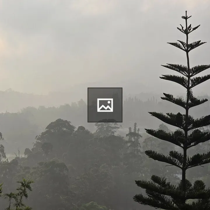 Silhouetted Conifer in Mist