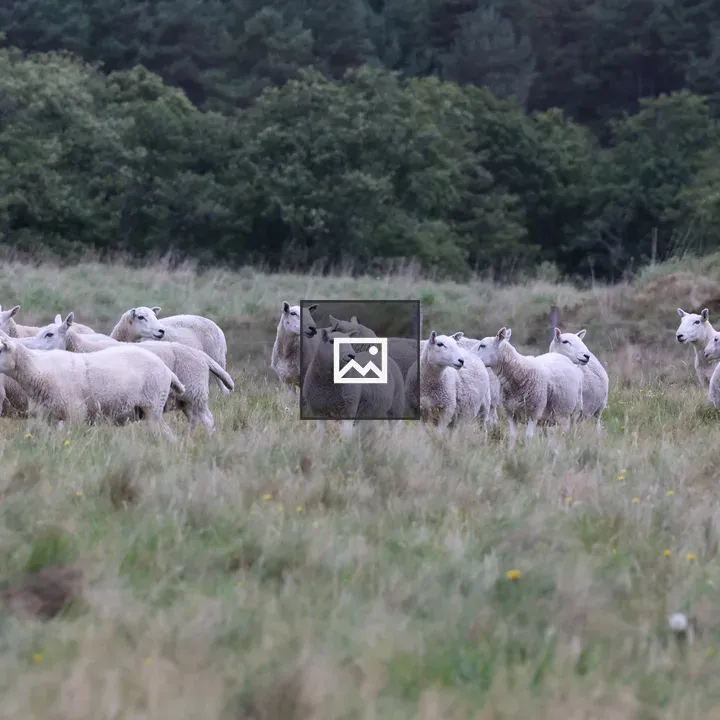 Herd of Sheep in Meadow