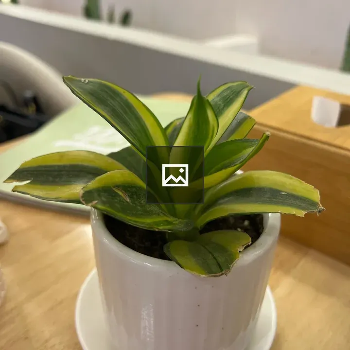 Dwarf Snake Plant in White Pot