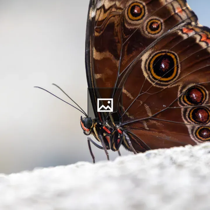 Mor pho Menelaus butterfly close-up