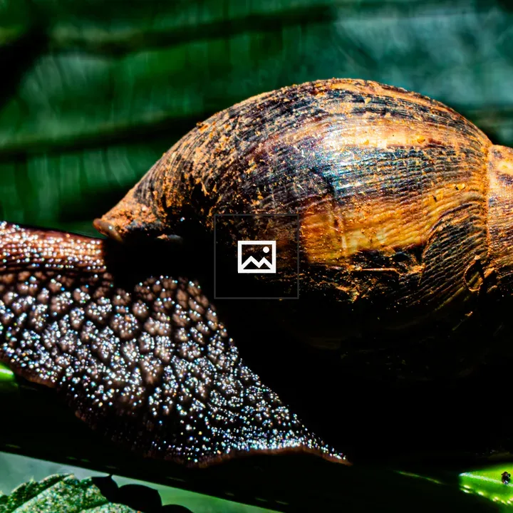 Giant African snail on green stem