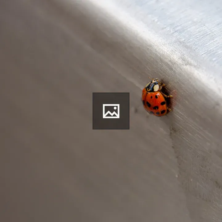 Ladybug on metal surface