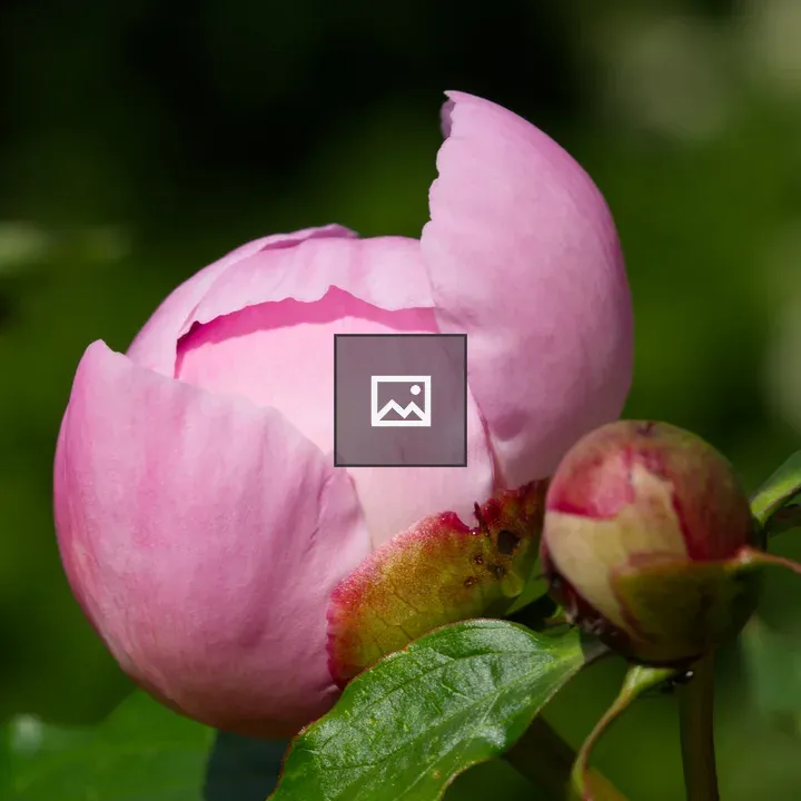 Pink peony bud