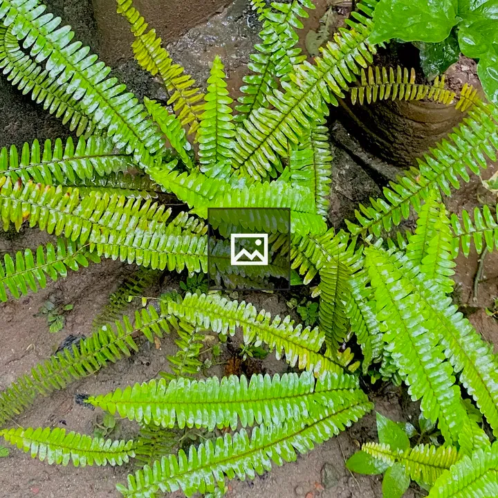 Vibrant green ferns in square frame