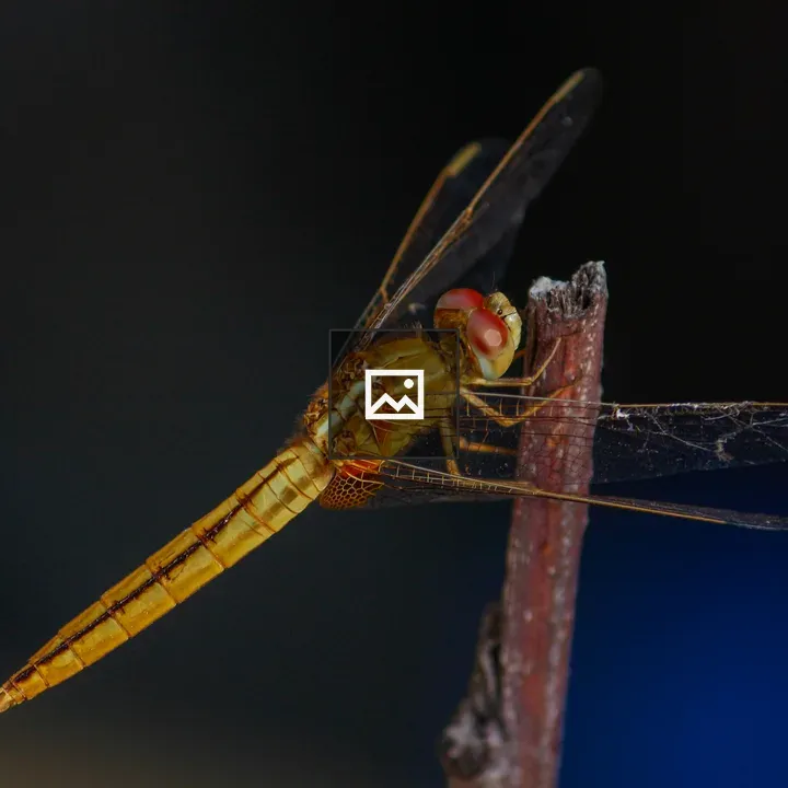 Dragonfly on a twig