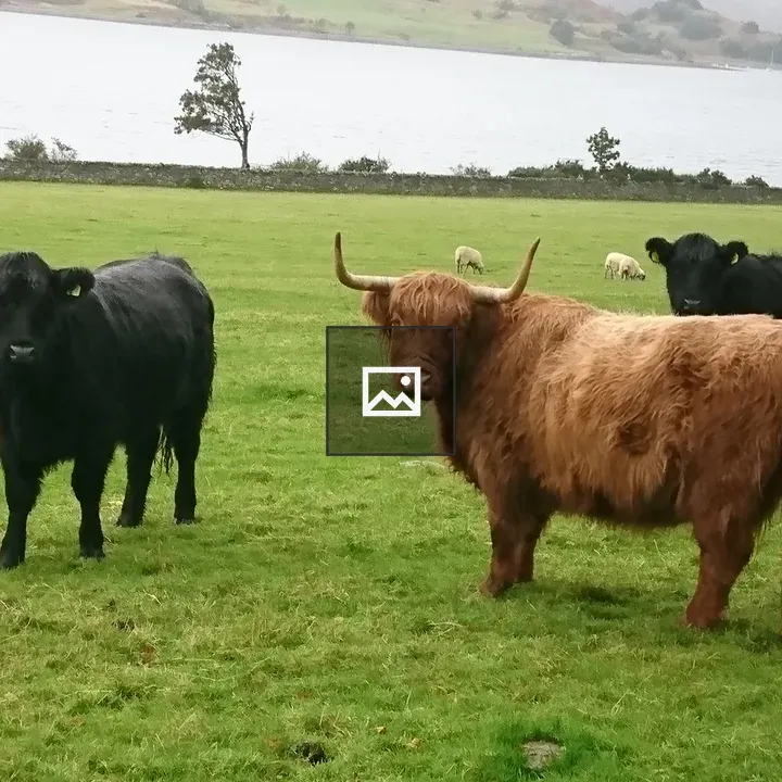Highland Coos beside the loch