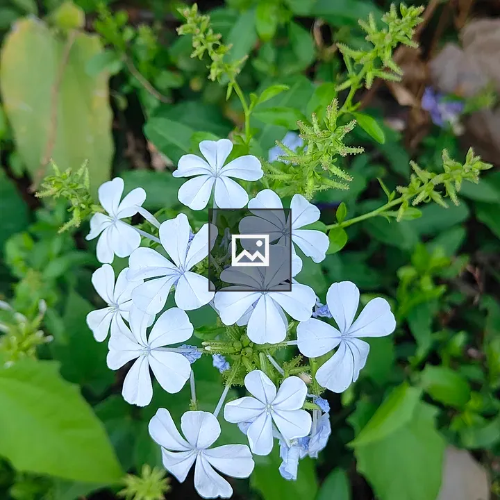 Delicate blue flowers among leaves