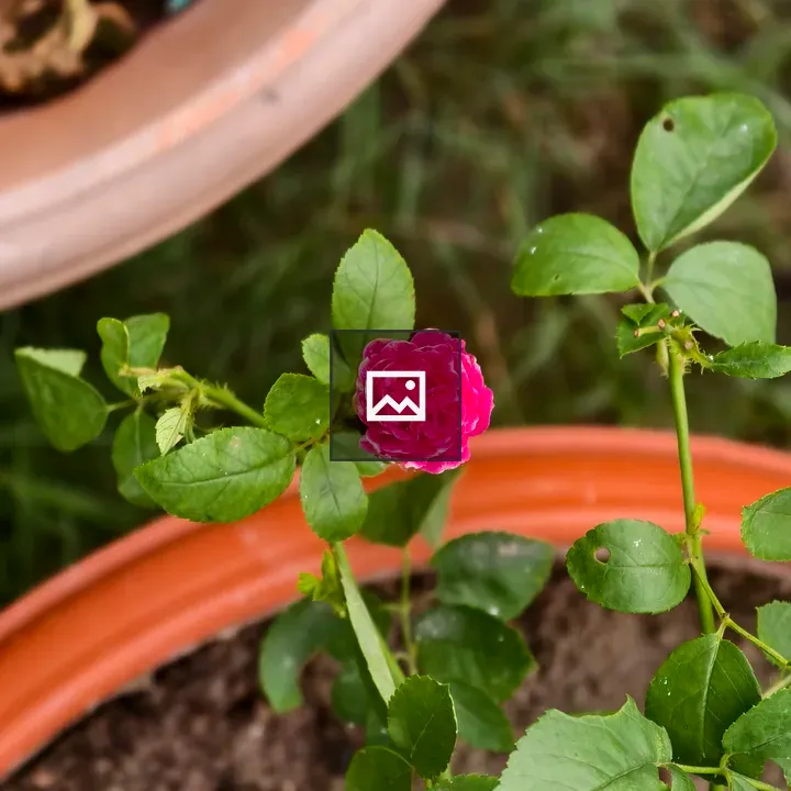 Pink rose on green stem