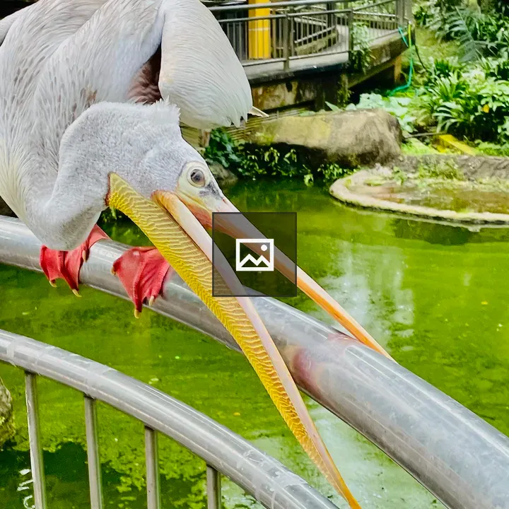 Pelican near railing in Kuala Lumpur Bird Park