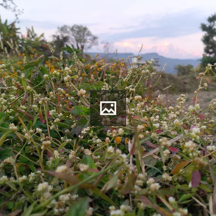 Field of small white flowers