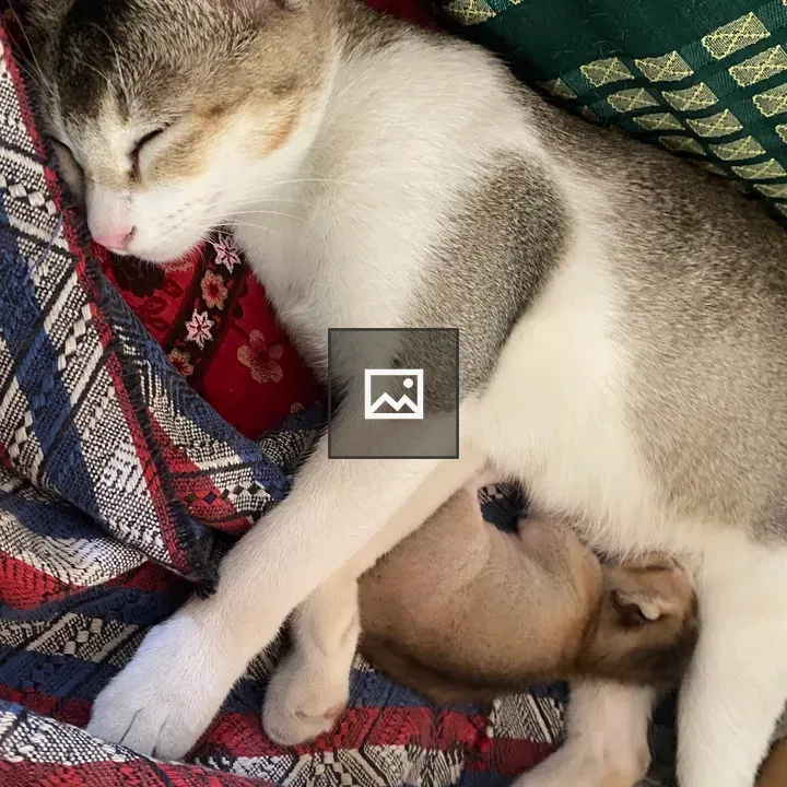 Cat and kitten on blanket
