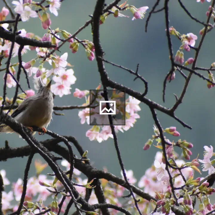 Red-whiskered Bulbul among blossoms