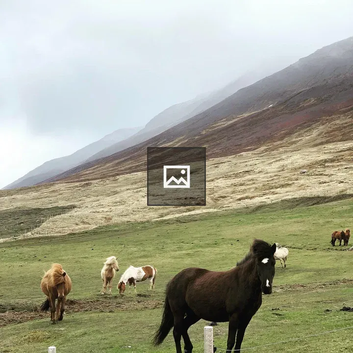 Horses Grazing in Green Field