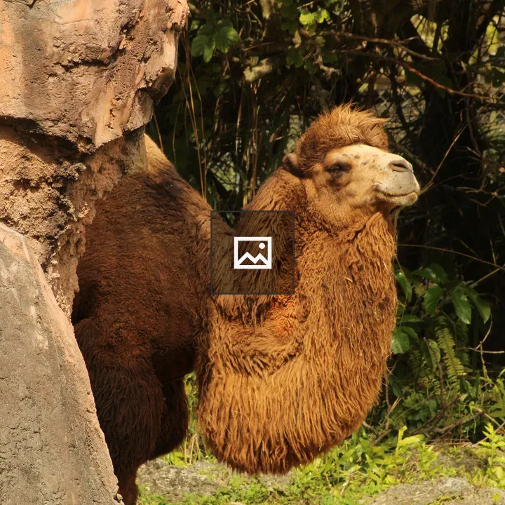 Camel by rocky formation