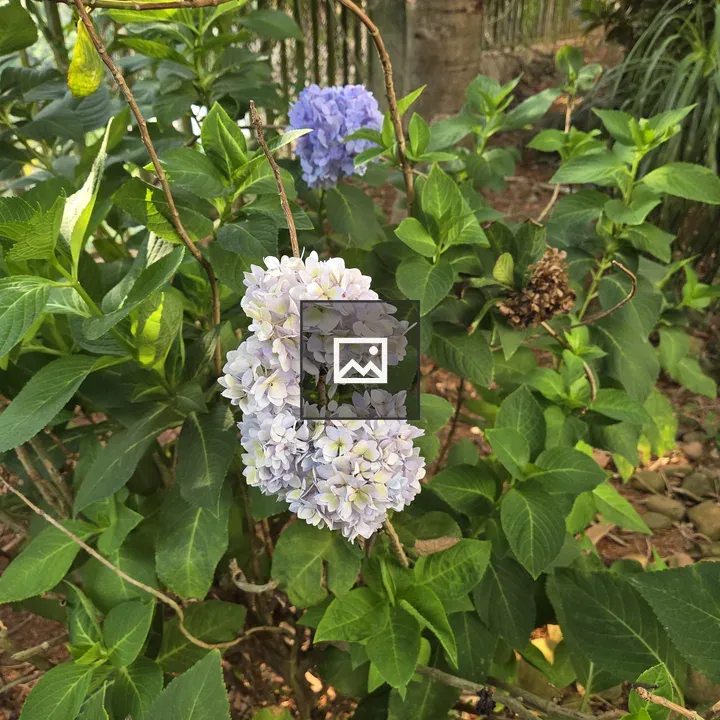 Hydrangea Flowers in Garden