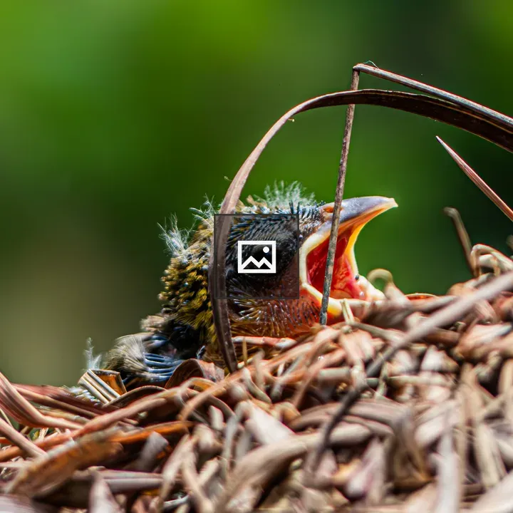 Close-up of hatched weaver bird
