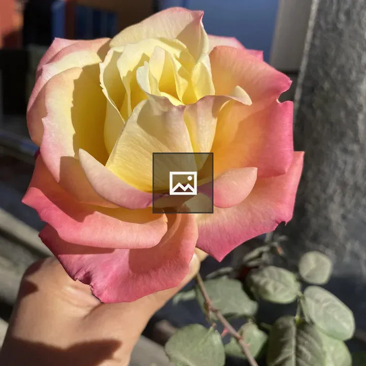 Hand Holding Large Rose