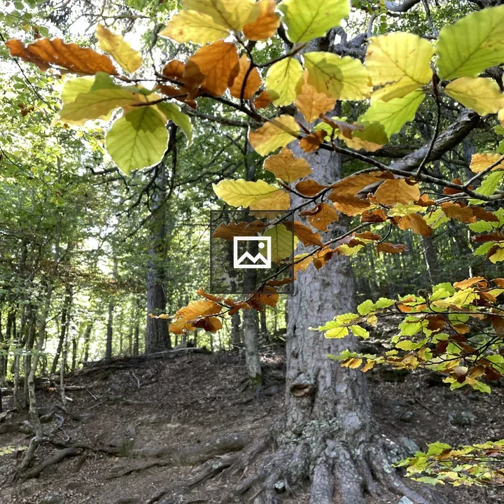 Leaves in autumn forest