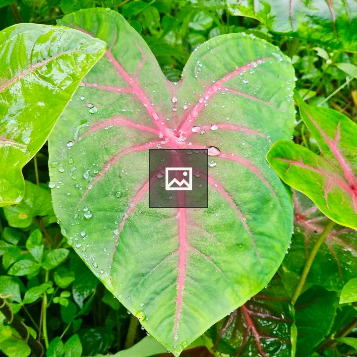 Caladium Leaf in Monsoon