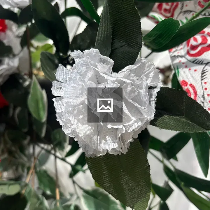White carnation close-up