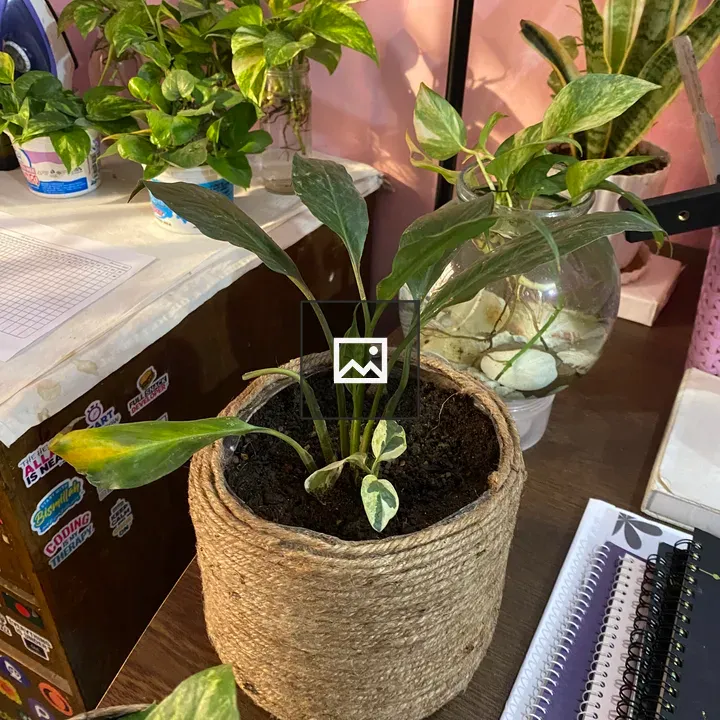 Potted plant on desk with notebooks