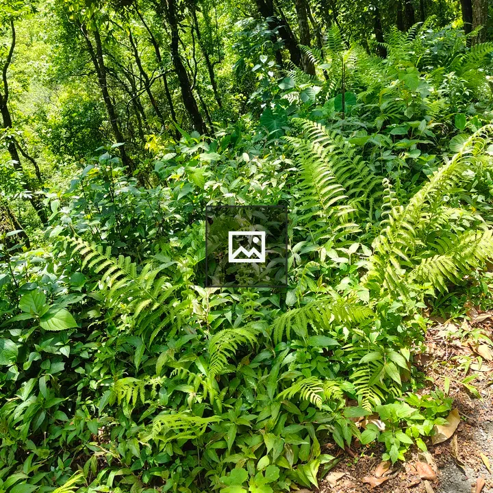 Lush Green Forest Ferns