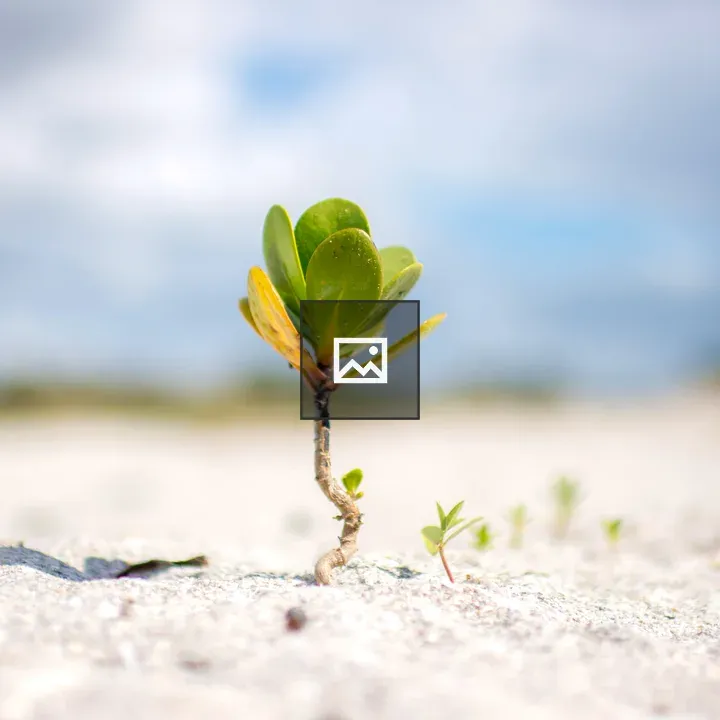 Lone sea grape plant