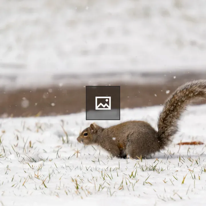 Fox squirrel in the grass