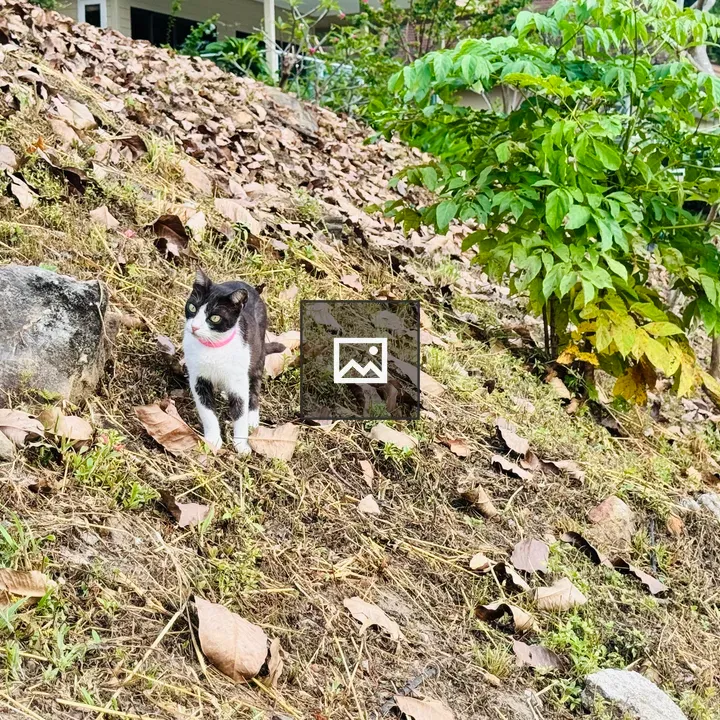 Black-and-white cat on slope