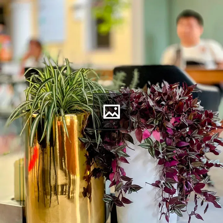 Two Potted Plants in Pots