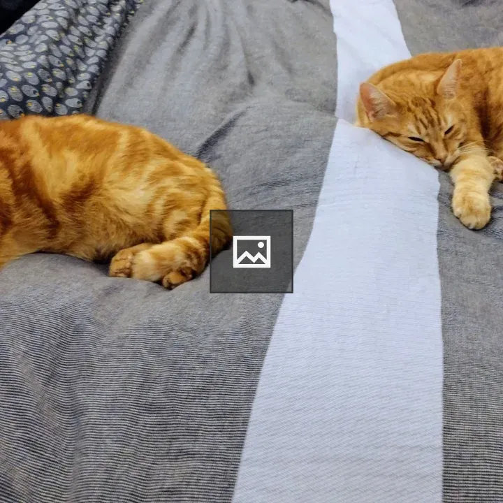 Synchronized snoozing cats