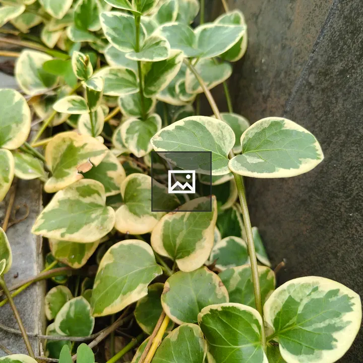 Small variegated leaves on ground