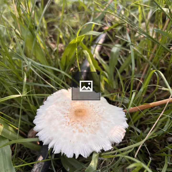 White wild mushroom among grass