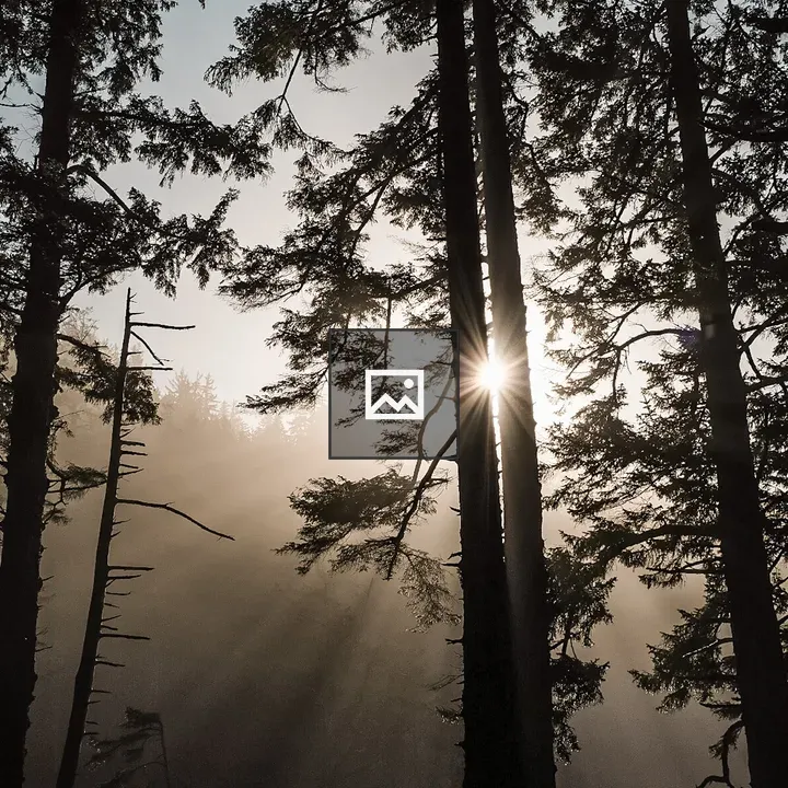 Light through trees