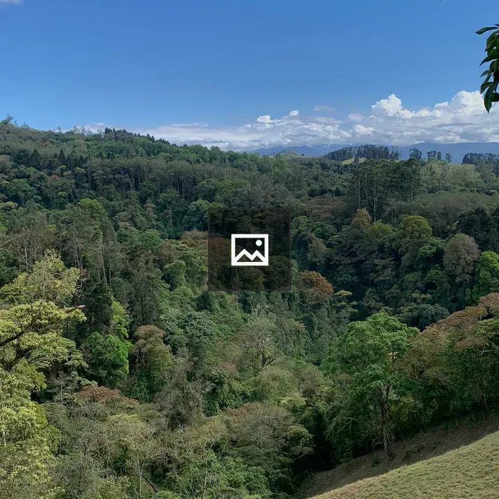 Lush green landscape with forest hills