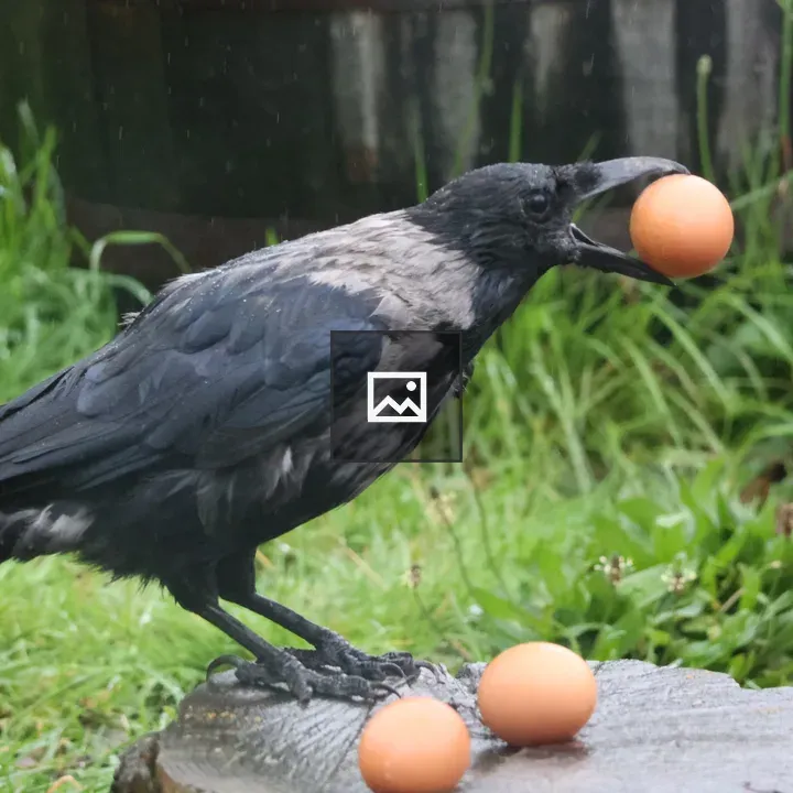 Hooded Crow with Eggs