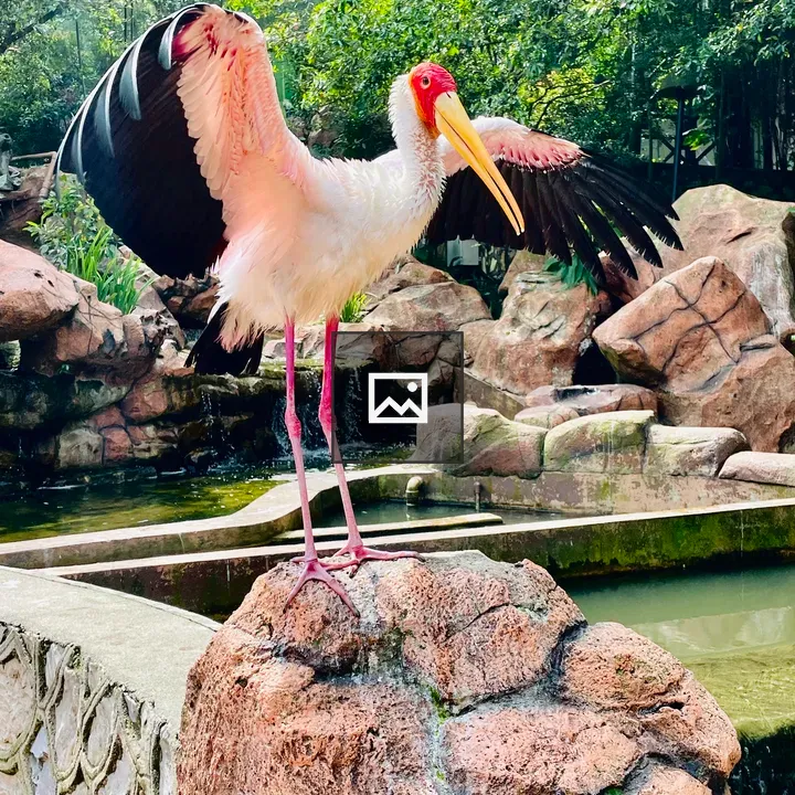 Yellow billed stork stretching wings