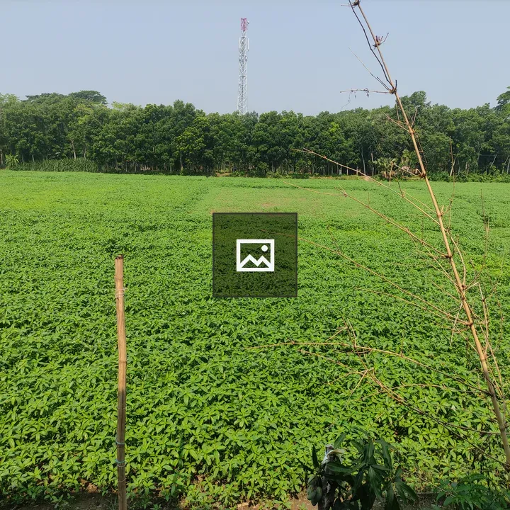 Green jute field