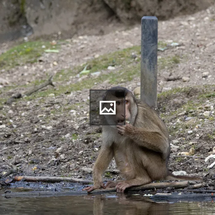 Southern pig-tailed macaque at water