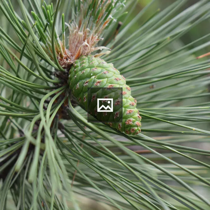 Green pine cone close-up